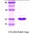 SDS-Page: alpha Synuclein Protein [NBC1-18325] - a-Synuclein, 8.4 kDa (81 aa) , confirmed by MALDI-TOF with a purity of 95% by SDS - PAGE